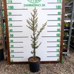 Céder atlantský (Cedrus atlantica) ´GLAUCA´, výška 70-90 cm, kont. C5L